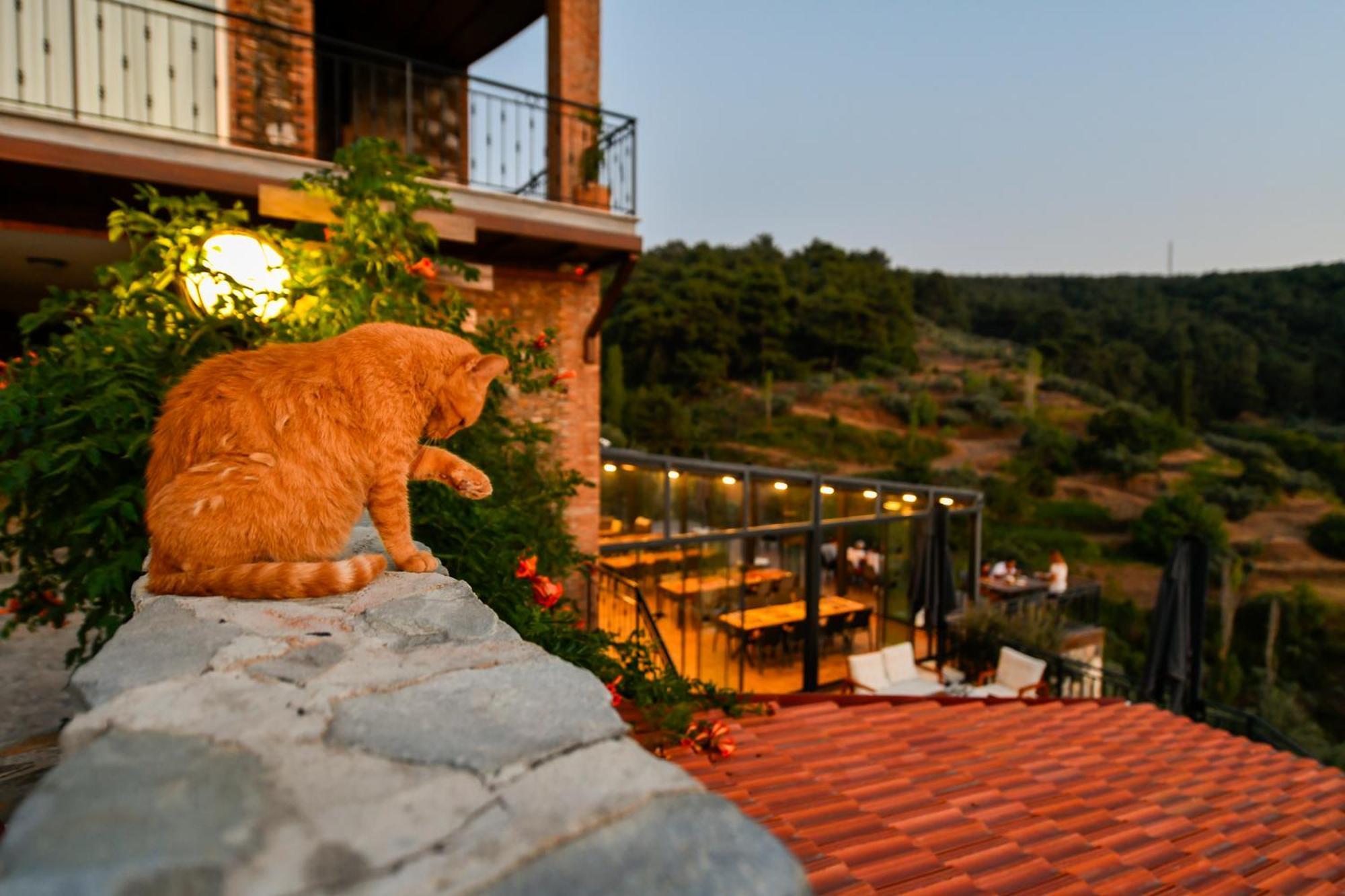 فندق Ephesus Retreat إزمير المظهر الخارجي الصورة